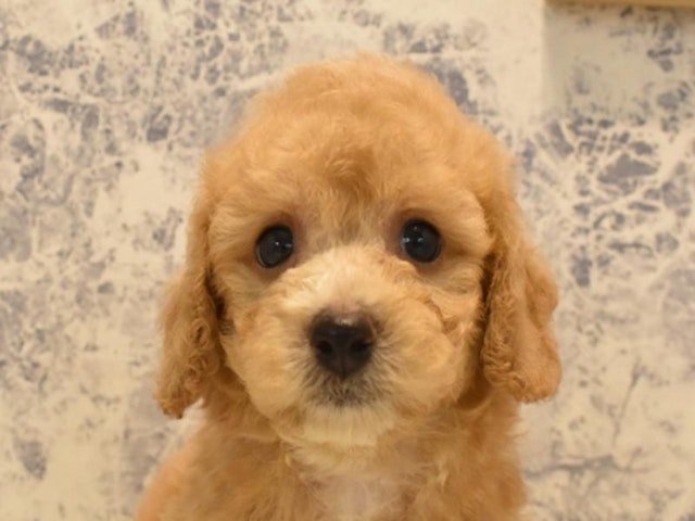 東京都のハーフ犬・ミックス犬 (ペッツワン町田多摩境店/2024年6月24日生まれ/男の子/アプリコット)の子犬